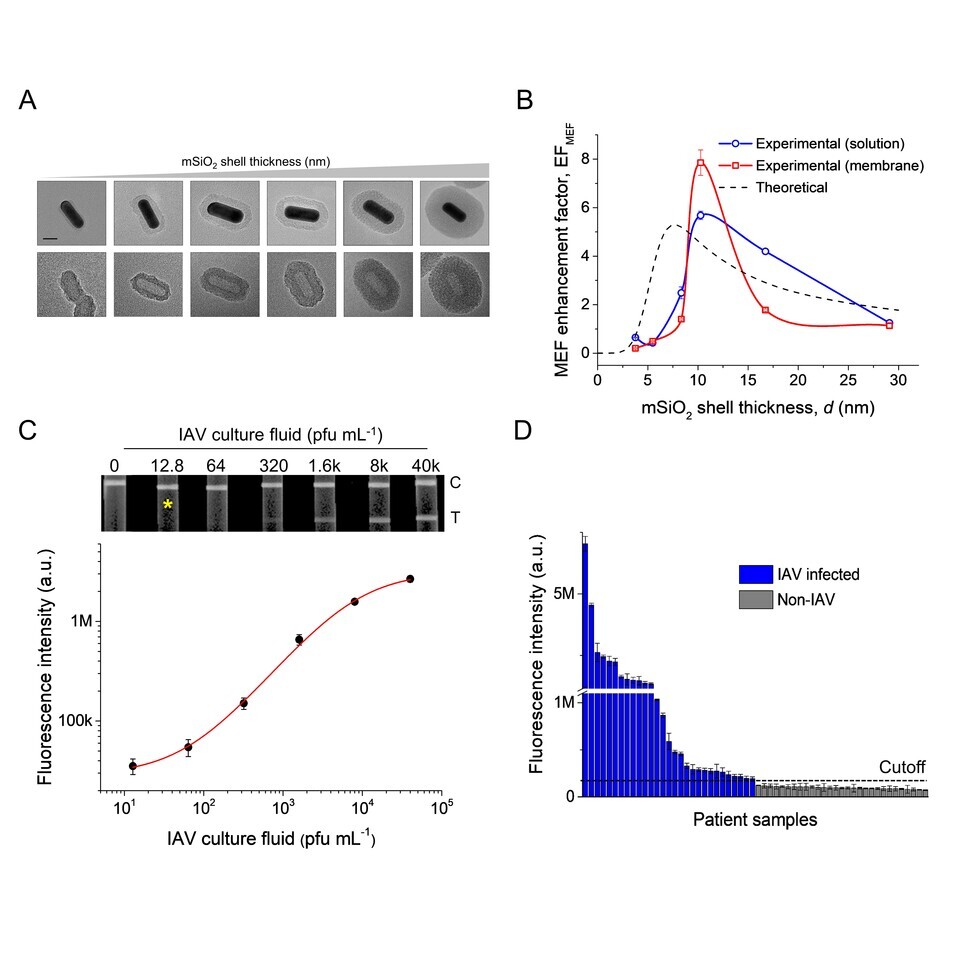 형광 신호 향상정도를 검증한 실험적인 방법 및 이론 계산값과의 비교와 감염환자 임상샘플의 인플루엔자 바이러스 항원 (IAV NP) 검출 결과. (사진=지스트)