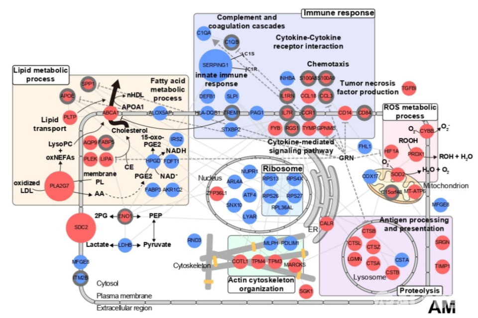 폐포 대식세포의 유전자 네트워크 모델. (사진=지스트)