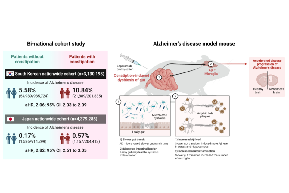 느린 장 운동과 알츠하이머병의 위험도 증가 사이의 연관성: 한국, 일본 2개 국가 코호트 연구 및 알츠하이머병 마우스 모델 연구를 통해 규명. (사진=지스트)