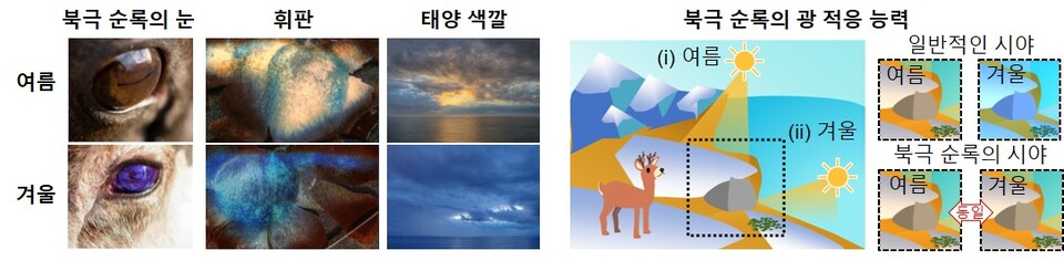 계절에 따라 적응하는 북극 순록의 눈. (사진=지스트)