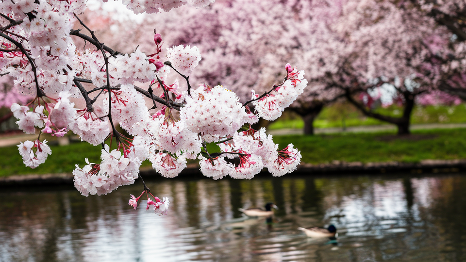 AI가 그려낸 매화. (사진=이디오그램)