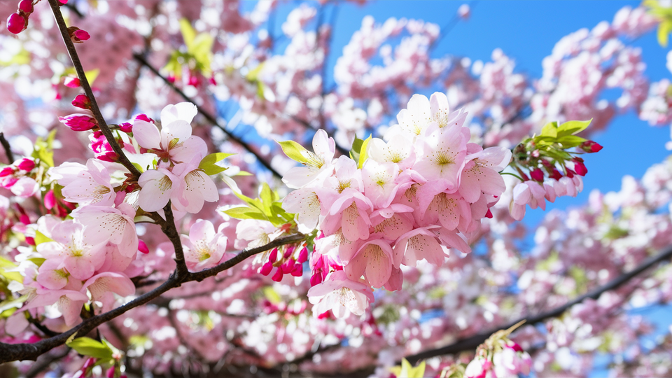 AI가 그려낸 매화. (사진=이디오그램)