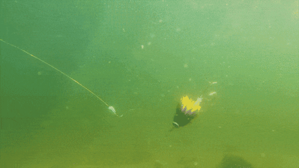 (그래픽=프로브 피싱)