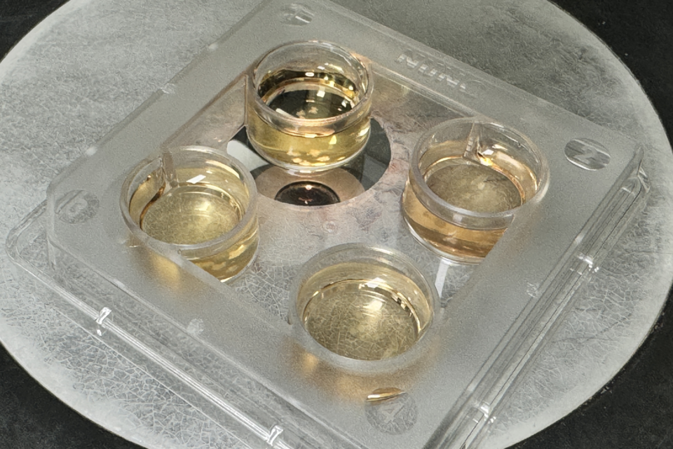 전분화능 줄기세포 유래 오가노이드. (사진=지식인미나니)