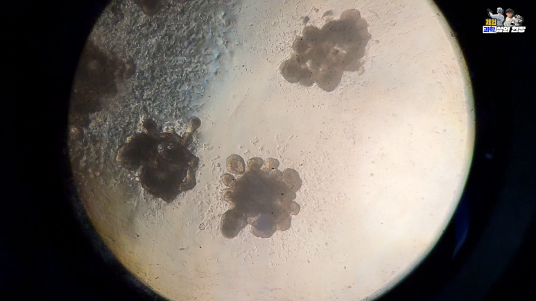 장 오가노이드. (사진=지식인미나니)