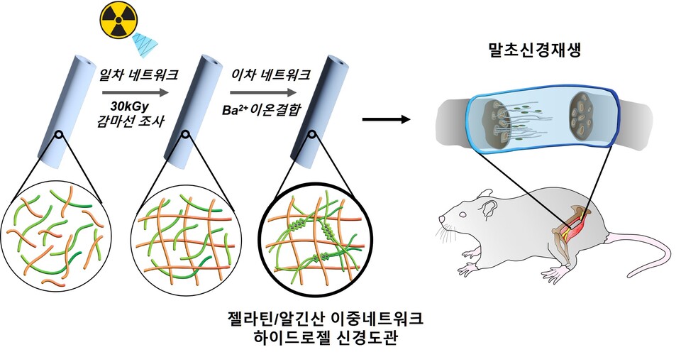 감마선 조사 이중네트워크 하이드로젤 신경도관 모식도. 고에너지 감마선 조사 및 알긴산의 이온결합으로 제작된 이중네트워크 하이드로젤 신경도관은 교반제와 같은 독성물질을 사용하지 않고 제작방법이 간단하며 제작과 동시에 멸균이 가능함. (사진=지스트)
