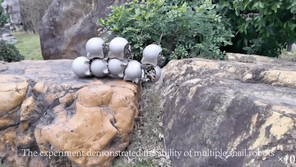 장애물을 극복하는 달팽이 로봇 모습. (그래픽=홍콩중문대학교)
