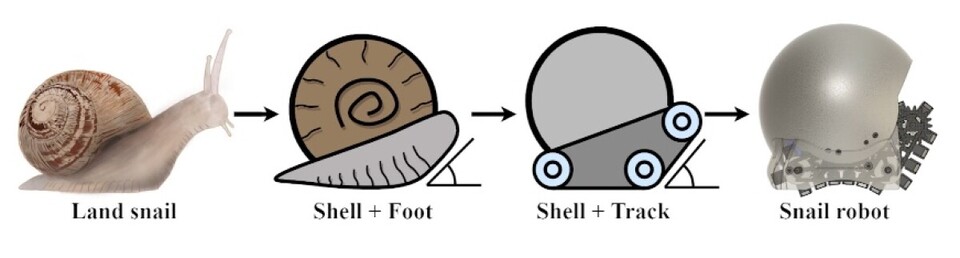 달팽이와 로봇달팽이의 유사점을 보여주는 다이어그램. (사진=홍콩중문대학교)