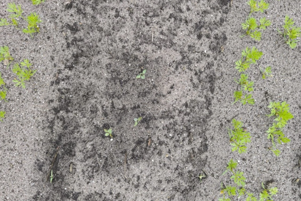 당근 작물을 대상으로 한 실험 결과. (사진=에코로보틱스)