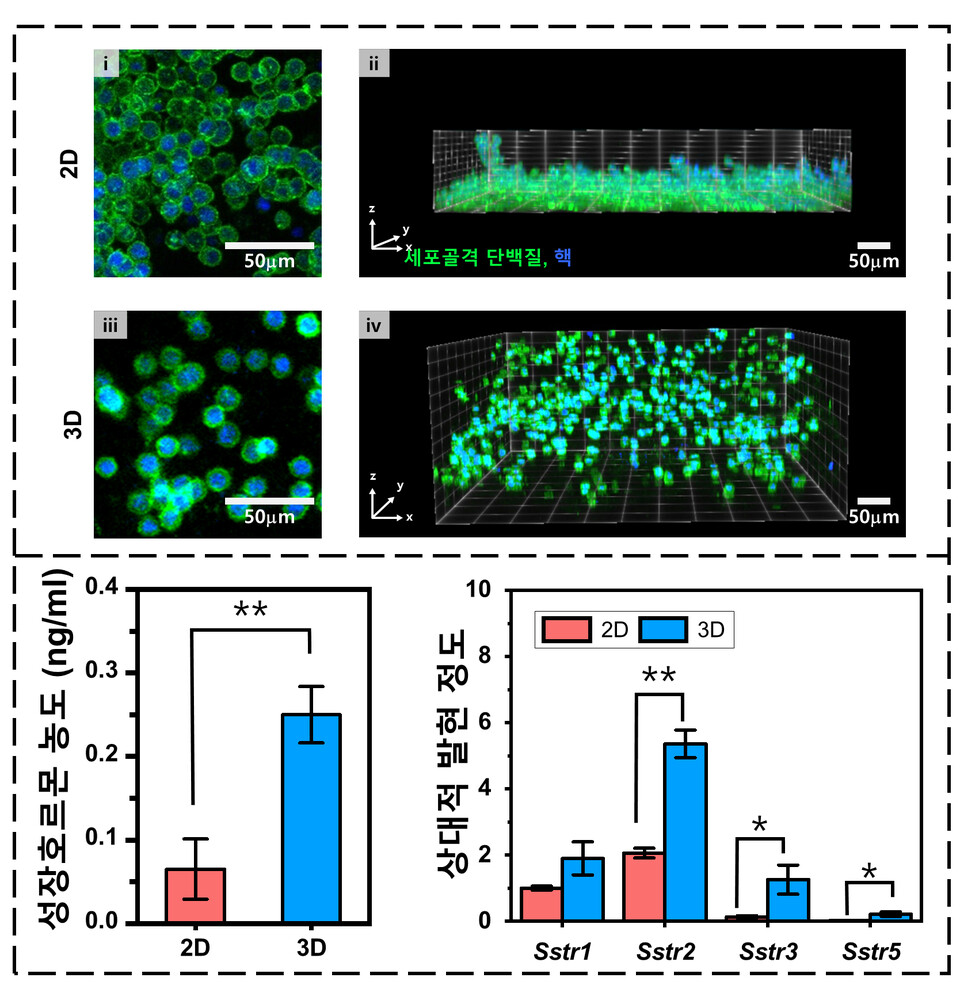 2차원 세포배양과 3차원 세포배양 비교. 상단은 공초점 현미경 사진으로 위에서 바라본 모습(i, iii)과 옆에서 바라본 모습(ii, iv)이다. 하단은 각기 배양 조건에 따라 성장호르몬의 분비 정도와 소마토스타틴 수용체의 발현 정도를 비교한 그래프이다. (사진=지스트)