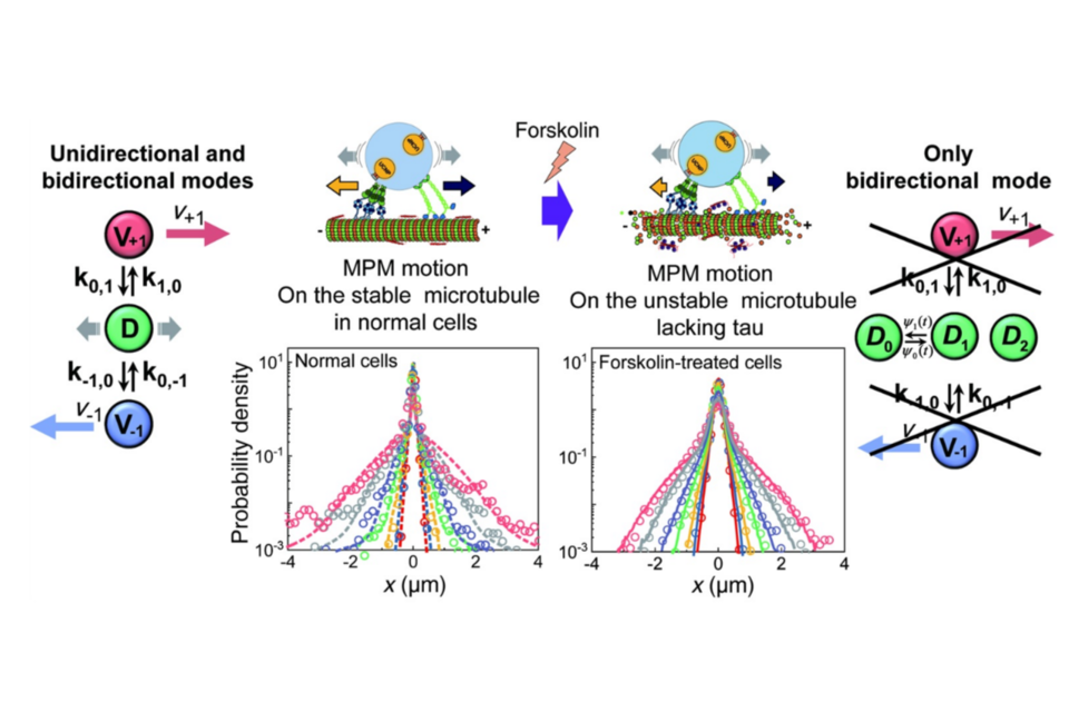 정상 신경세포와 타우단백질이 과인산화 된 신경세포에서 소포체-모터 단백질 복합체의 특징적인 수송역학 변화. (사진=지스트)