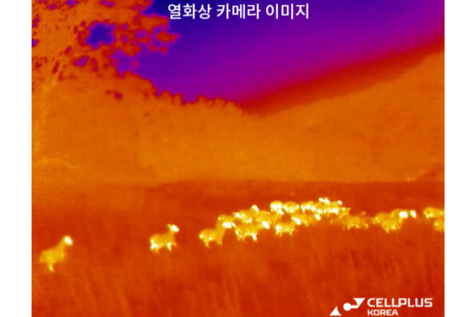 주변 조명이 전혀 없는 어두운 산간지역에서 셀플러스 열화상 카메라로 촬영한 양떼 모습. (사진=셀플러스 코리아)