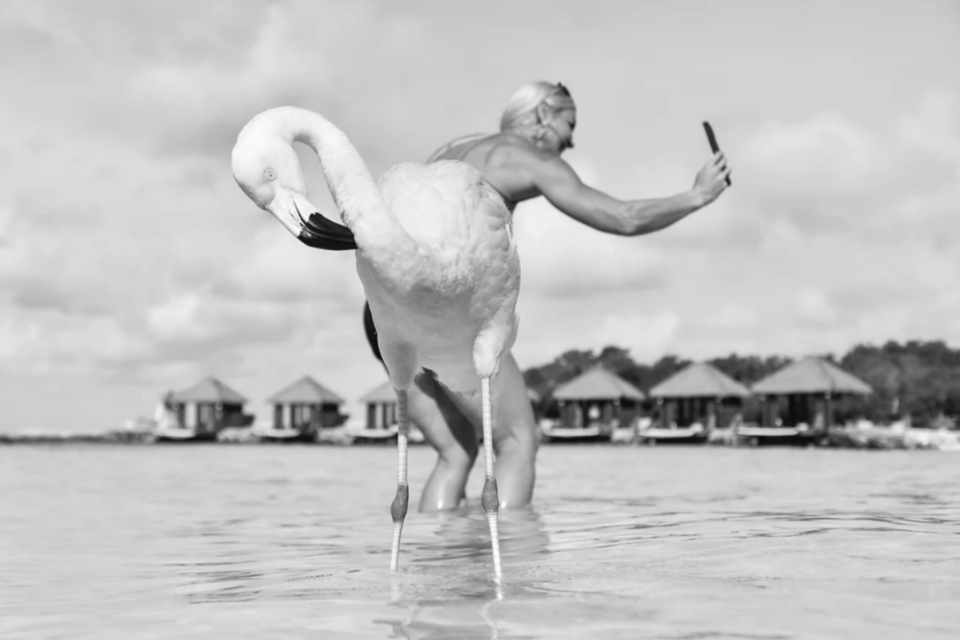 사진 콘테스트 AI 부문에 출품한 작품에 나왔던 홍학의 실제 모습. 출품한 사진에는 홍학의 머리가 없는 것처럼 보인다. (사진=milesastray 홈페이지)