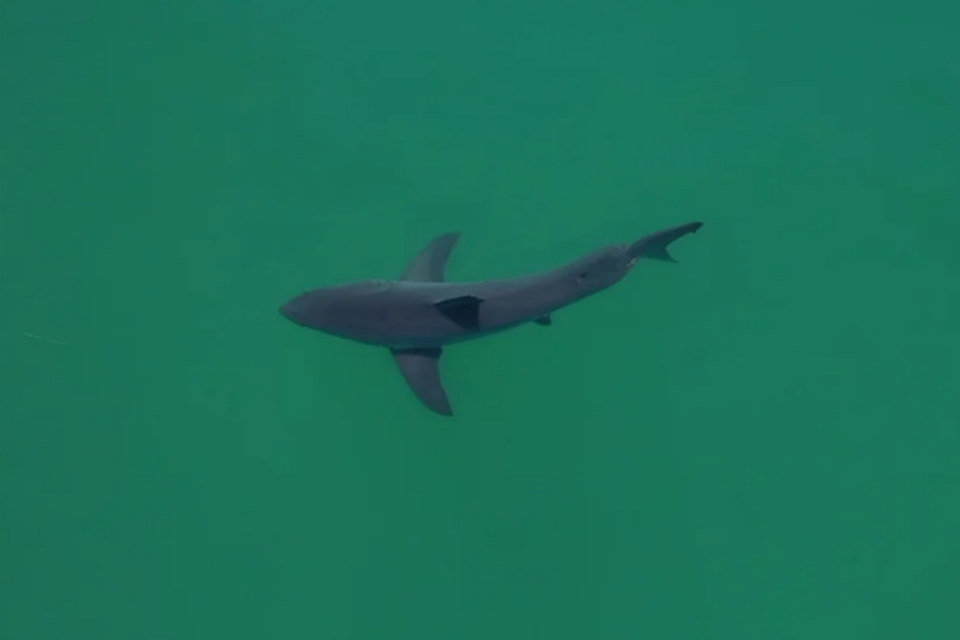 (사진=베니오프 해양과학연구소)