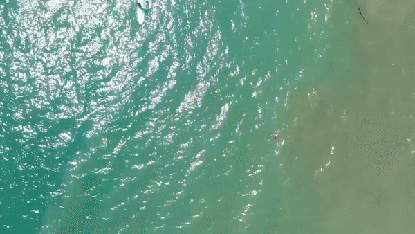 (그래픽=베니오프 해양과학연구소)