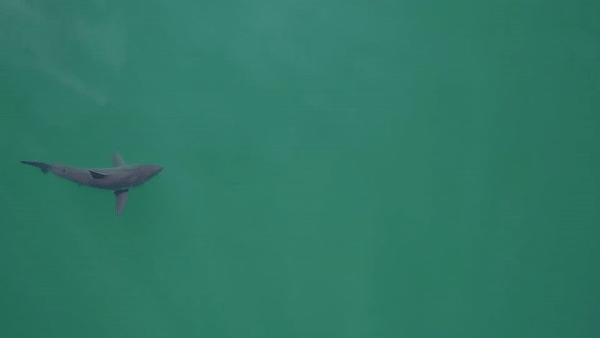 (그래픽=베니오프 해양과학연구소)