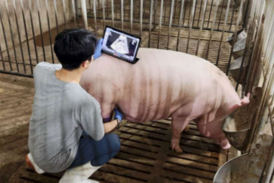 어미돼지 임신 판정을 위한 초음파 영상 촬영 모습. (사진=농진청)