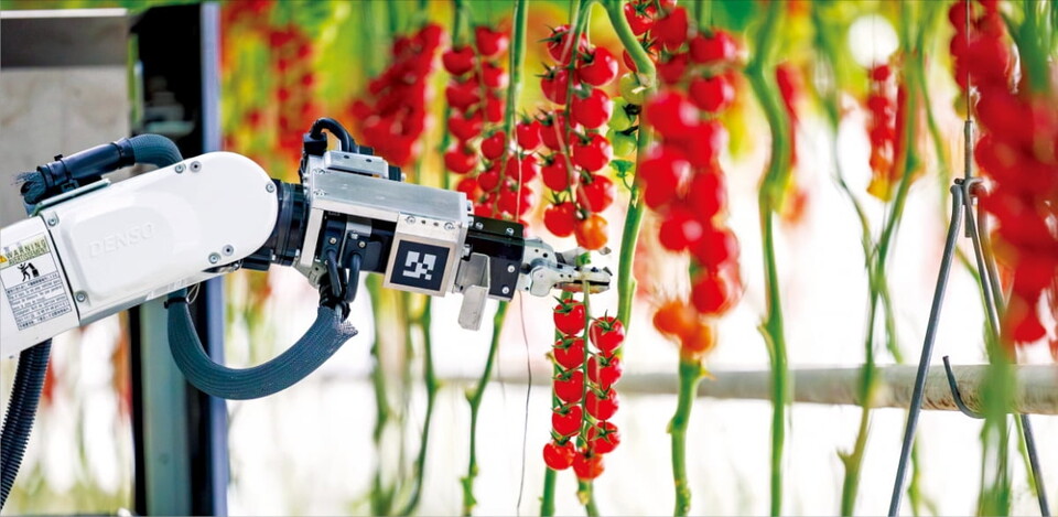 방울토마토를 수확하는 로봇. (사진=덴소)