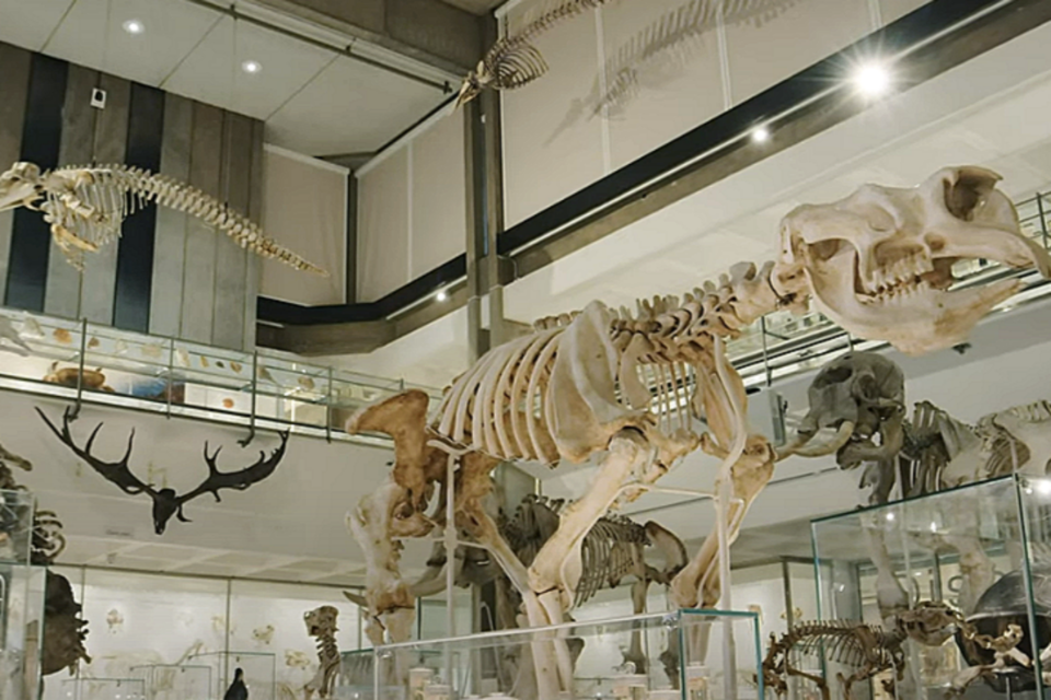 (사진=케임브리지대 박물관)