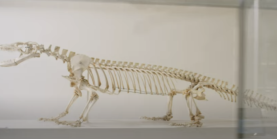 (사진=케임브리지대 박물관)