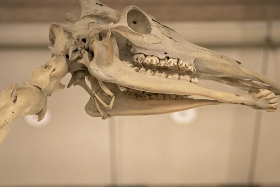 (사진=케임브리지대 박물관)