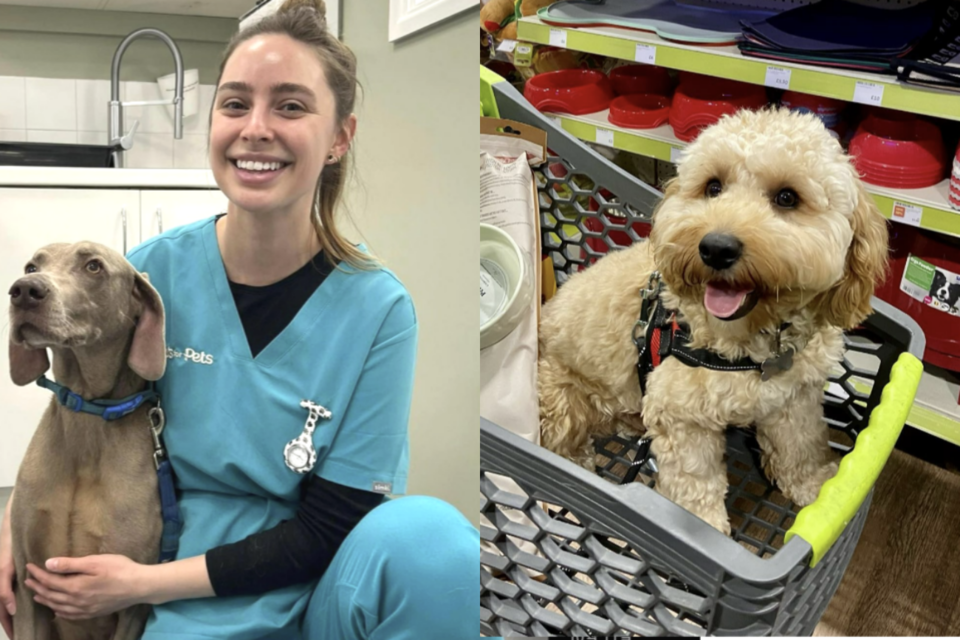 (사진=팻츠앳홈)