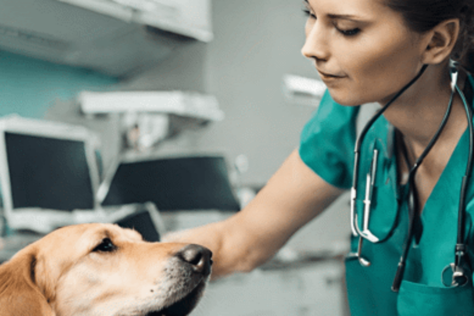 (사진=팻츠앳홈)