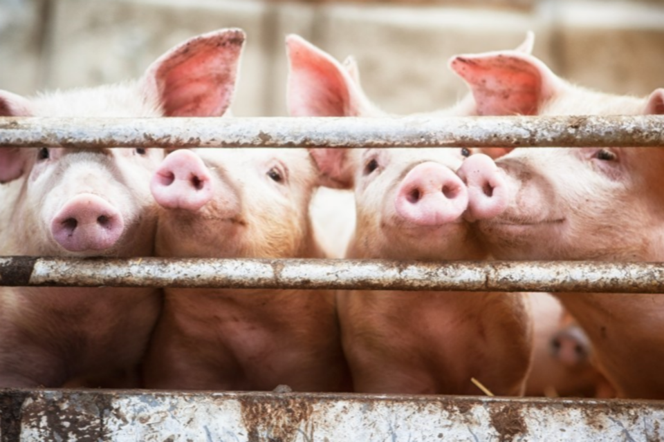 (사진=코펜하겐 대학교)