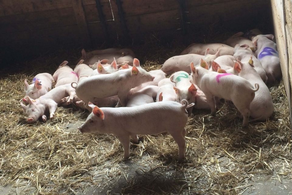 (사진=코펜하겐 대학교)