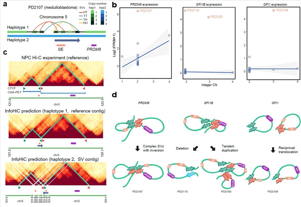 개발한 예측 모델(InfoHiC)을 환자 데이터에 적용한 경우의 neoTAD 생성 예측 및 인핸서 납치의 예시. 인핸서 납치에 의해서 PRDM6와 GFI1B, GFI1의 유전자가 과발현됐음을 보여준다. (사진=지스트)