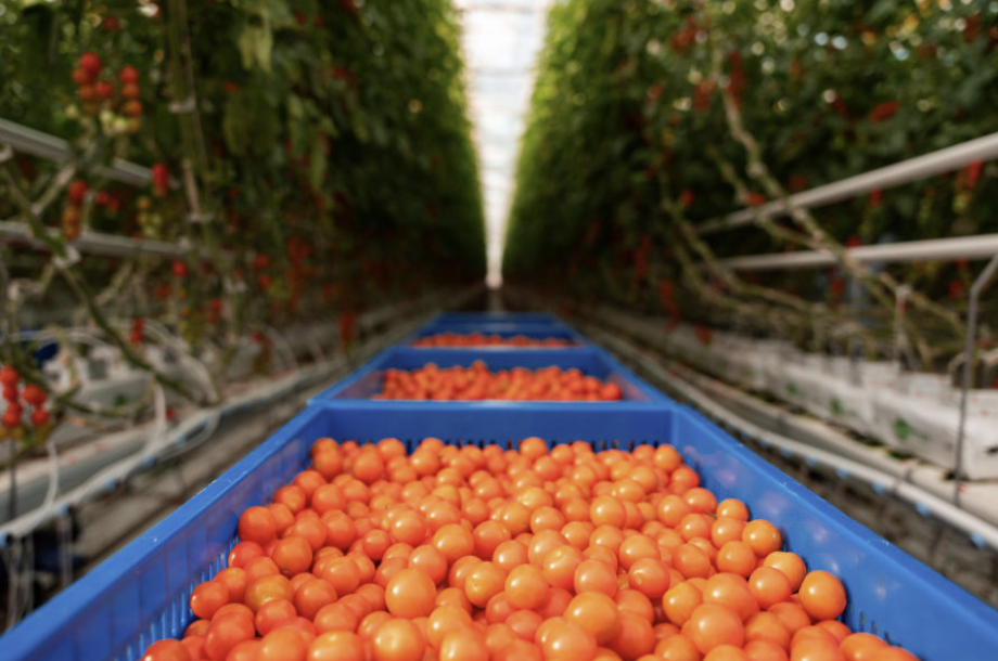 (사진=포 그로워스)