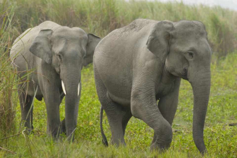 인도 코끼리. (사진=세계야생동물기금협회)