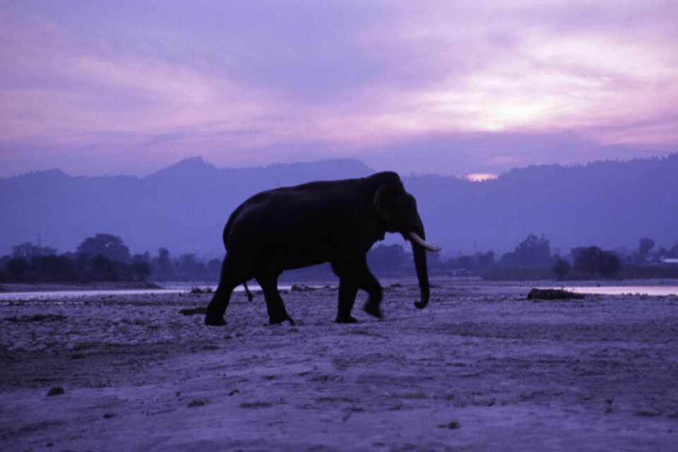 인도 코끼리. (사진=세계야생동물기금협회)