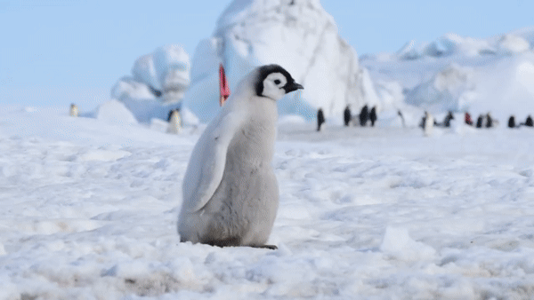 무비 젠 모델로 만든 AI 영상 갈무리. (그래픽=메타, 편집=AI포스트)