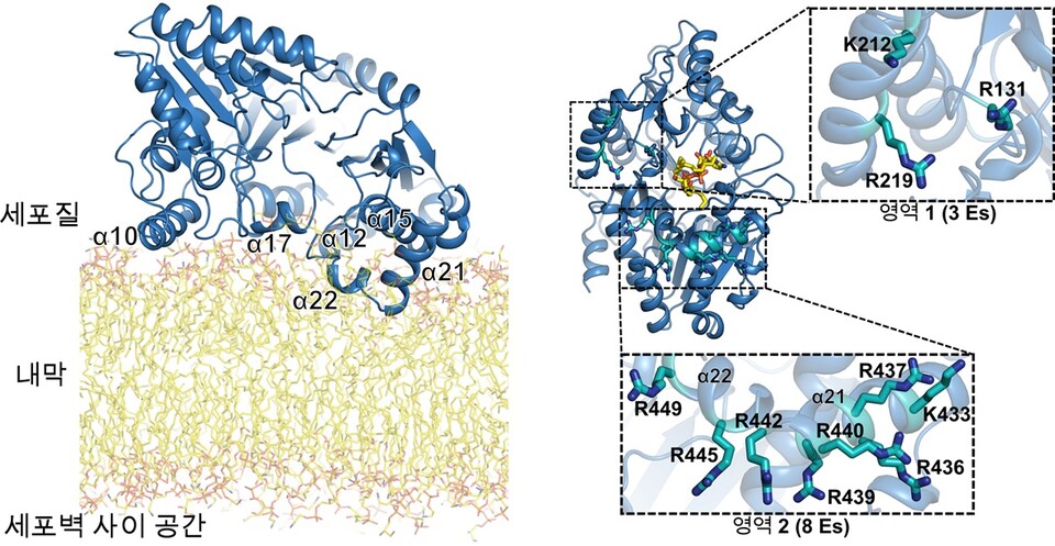 효소-세포막 결합 상호작용 부위. (사진=지스트)