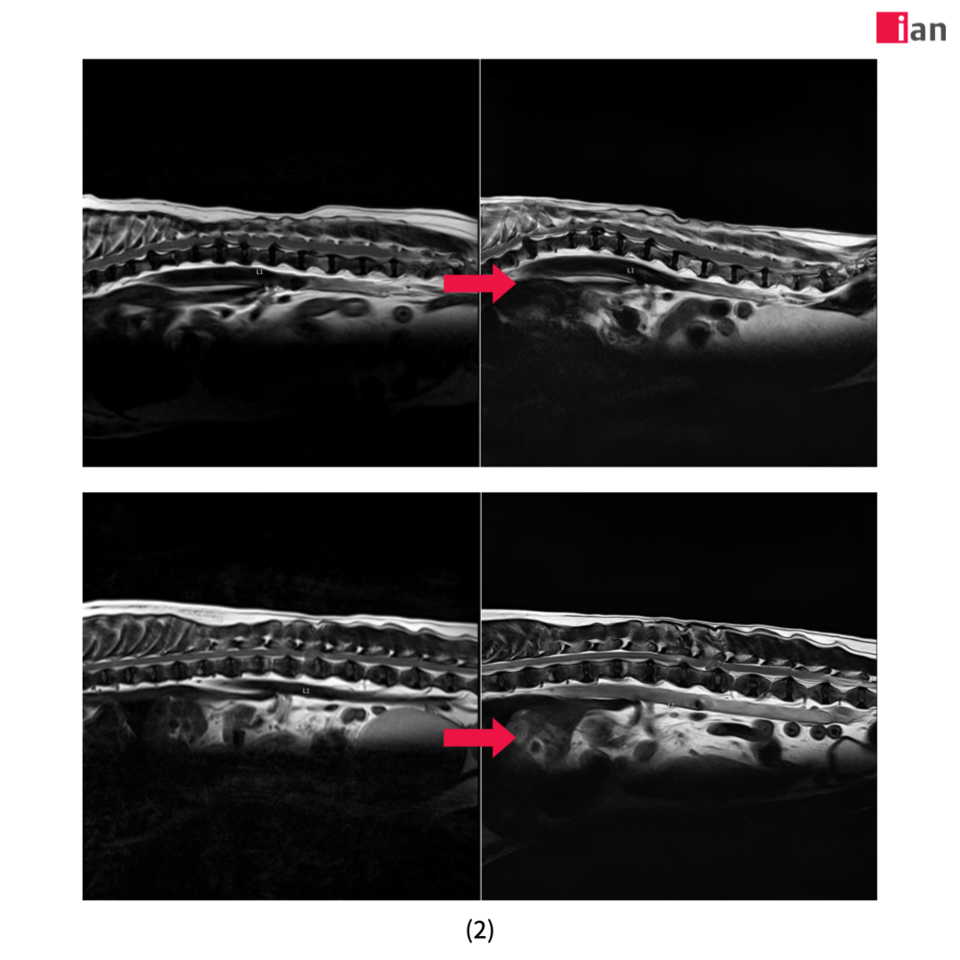 AI 도입 후 품질이 개선된 MRI 영상 사진. (사진=이안동물의학센터)