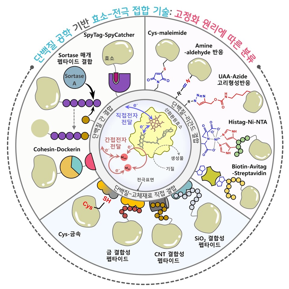 효소-전극 접합을 위한 혁신적 단백질 공학 접근법. (사진=지스트)