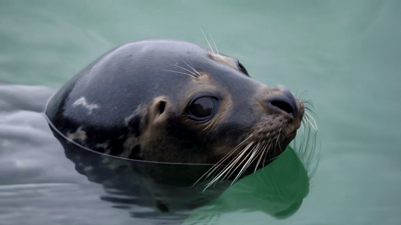 레이 2로 제작된 영상. (영상=루마 AI, 그래픽=AI포스트)