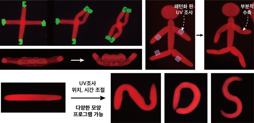 광 반응성 마이크로 수화젤 로봇. (사진=지스트)