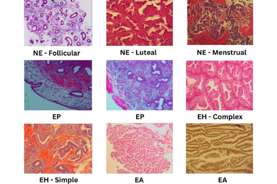 (사진=찰스다윈대)