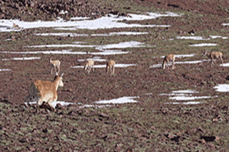 X30 로봇 개가 로봇 티베트 영양으로 위장해 티베트 영양 무리에 접근해 관찰하고 있다. (사진=딥로보틱스)