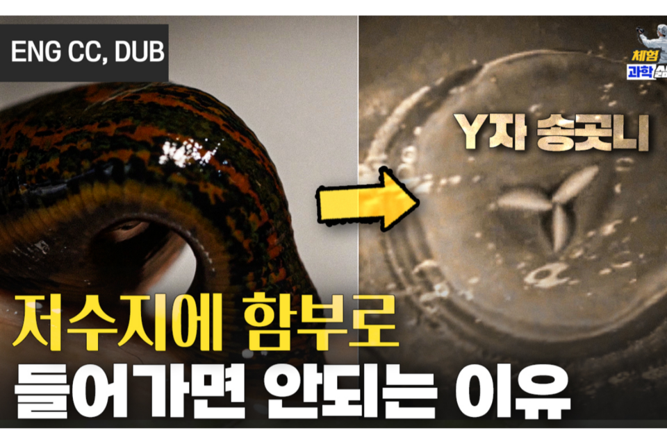 (사진=지식인미나니)